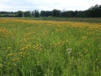 Crepis paludosa 24, Moerasstreepzaad, Saxifraga-Hans Boll