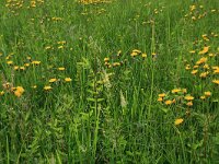 Crepis paludosa 25, Moerasstreepzaad, Saxifraga-Hans Boll