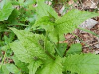Crepis paludosa 26, Moerastreepzaad, Saxifraga-Rutger Barendse