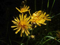 Crepis paludosa 27, Moerasstreepzaad, Saxifraga-Ed Stikvoort