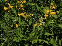 Crepis paludosa 30, Moerasstreepzaad, Saxifraga-Ed Stikvoort