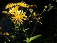 Crepis paludosa 34, Moerasstreepzaad, Saxifraga-Ed Stikvoort