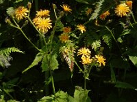 Crepis paludosa 35, Moerasstreepzaad, Saxifraga-Ed Stikvoort