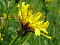 Crepis paludosa 48, Moerasstreepzaad, Saxifraga-Hans Grotenhuis