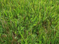 Crepis paludosa 6, Moerasstreepzaad, Saxifraga-Hans Boll