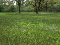 Crepis paludosa 7, Moerasstreepzaad, Saxifraga-Hans Boll