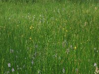 Crepis paludosa 8, Moerasstreepzaad, Saxifraga-Hans Boll