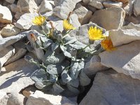 Crepis pygmaea 2, Saxifraga-Harry Jans