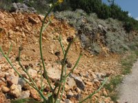 Crepis zacintha 1, Saxifraga-Jasenka Topic