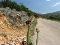 Crepis zacintha 2, Saxifraga-Jasenka Topic