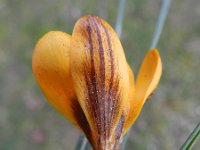 Crocus chrysanthus 2, Saxifraga-Rutger Barendse