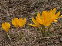 Crocus chrysanthus 5, Saxifraga-Harry Jans