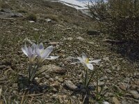 Crocus nevadensis 10, Saxifraga-Jan van der Straaten
