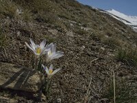 Crocus nevadensis 11, Saxifraga-Jan van der Straaten