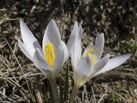 Crocus nevadensis 12, Saxifraga-Willem van Kruijsbergen