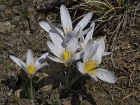Crocus nevadensis 13, Saxifraga-Willem van Kruijsbergen