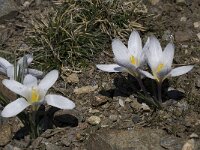 Crocus nevadensis 14, Saxifraga-Willem van Kruijsbergen