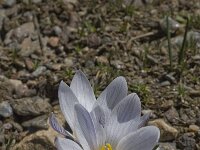 Crocus nevadensis 15, Saxifraga-Willem van Kruijsbergen