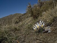 Crocus nevadensis 16, Saxifraga-Willem van Kruijsbergen