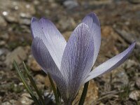 Crocus nevadensis 17, Saxifraga-Willem van Kruijsbergen