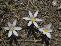 Crocus nevadensis 18, Saxifraga-Willem van Kruijsbergen