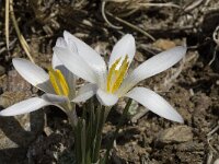 Crocus nevadensis 2, Saxifraga-Jan van der Straaten