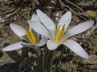 Crocus nevadensis 20, Saxifraga-Willem van Kruijsbergen