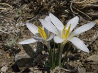 Crocus nevadensis 21, Saxifraga-Willem van Kruijsbergen
