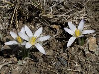 Crocus nevadensis 22, Saxifraga-Willem van Kruijsbergen