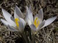 Crocus nevadensis 23, Saxifraga-Willem van Kruijsbergen