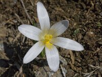 Crocus nevadensis 24, Saxifraga-Willem van Kruijsbergen