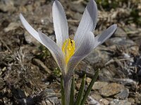 Crocus nevadensis 25, Saxifraga-Willem van Kruijsbergen