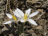Crocus nevadensis 3, Saxifraga-Jan van der Straaten