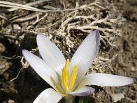 Crocus nevadensis 4, Saxifraga-Jan van der Straaten