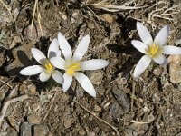 Crocus nevadensis 5, Saxifraga-Jan van der Straaten