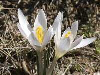 Crocus nevadensis 6, Saxifraga-Jan van der Straaten