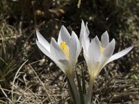 Crocus nevadensis 7, Saxifraga-Jan van der Straaten