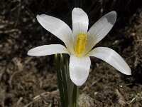 Crocus nevadensis 8, Saxifraga-Jan van der Straaten
