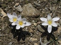 Crocus nevadensis 9, Saxifraga-Jan van der Straaten