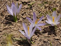 Crocus veluchensis 15, Saxifraga-Harry Jans