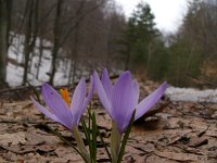 Crocus veluchensis 3, Saxifraga-Harry van Oosterhout : Griekenland, bloem, natuur, landschap, voorjaar, lente, crocus
