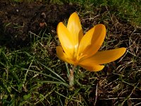 Crocus x luteus 2, Gele krokus, Saxifraga-Ed Stikvoort