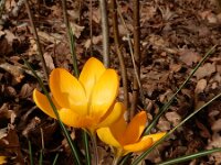 Crocus x luteus 3, Gele krokus, Saxifraga-Ed Stikvoort