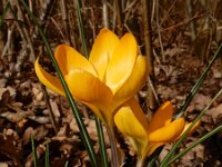 Crocus x luteus 4, Gele krokus, Saxifraga-Ed Stikvoort