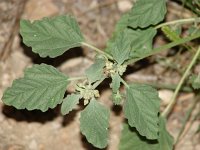Crozophora tinctoria 1, Saxifraga-Jasenka Topic