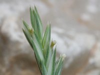 Crucianella latifolia 2, Saxifraga-Rutger Barendse