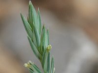 Crucianella latifolia 3, Saxifraga-Rutger Barendse
