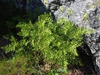 Cryptogramma crispa 17, Gekroesde rolvaren, Saxifraga-Jeroen Willemsen