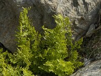 Cryptogramma crispa 4, Gekroesde rolvaren, Saxifraga-Willem van Kruijsbergen