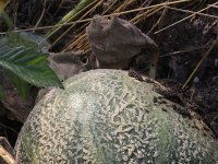Cucumis melo 2, Meloen, Saxifraga-Rutger Barendse